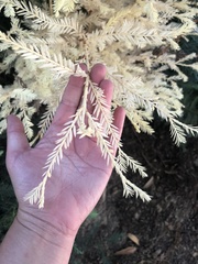 Sequoia sempervirens
