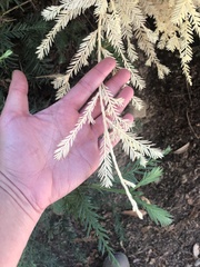 Sequoia sempervirens