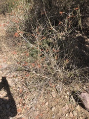Anisacanthus linearis