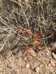 Anisacanthus linearis