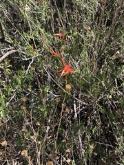 Anisacanthus linearis