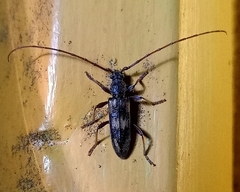 Eburida picta