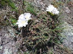 Gymnocalycium monvillei