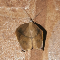 Prochoerodes flexilinea