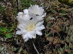 Gymnocalycium monvillei