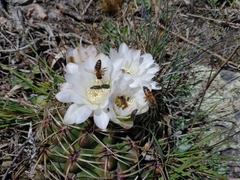 Gymnocalycium monvillei