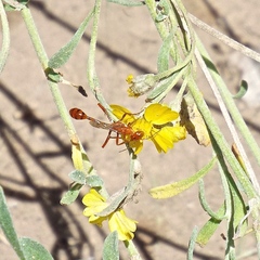 Ammophila wrightii