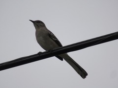 Mimus polyglottos polyglottos