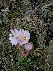 Gymnocalycium monvillei