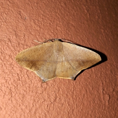 Prochoerodes flexilinea