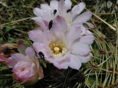 Gymnocalycium monvillei