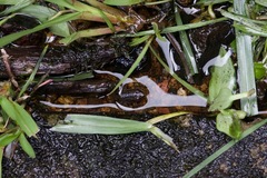 Limnonectes conspicillatus