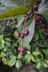 Alchornea latifolia