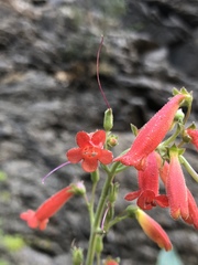 Penstemon havardii