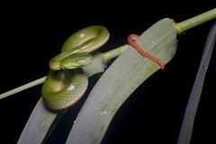 Trimeresurus sabahi