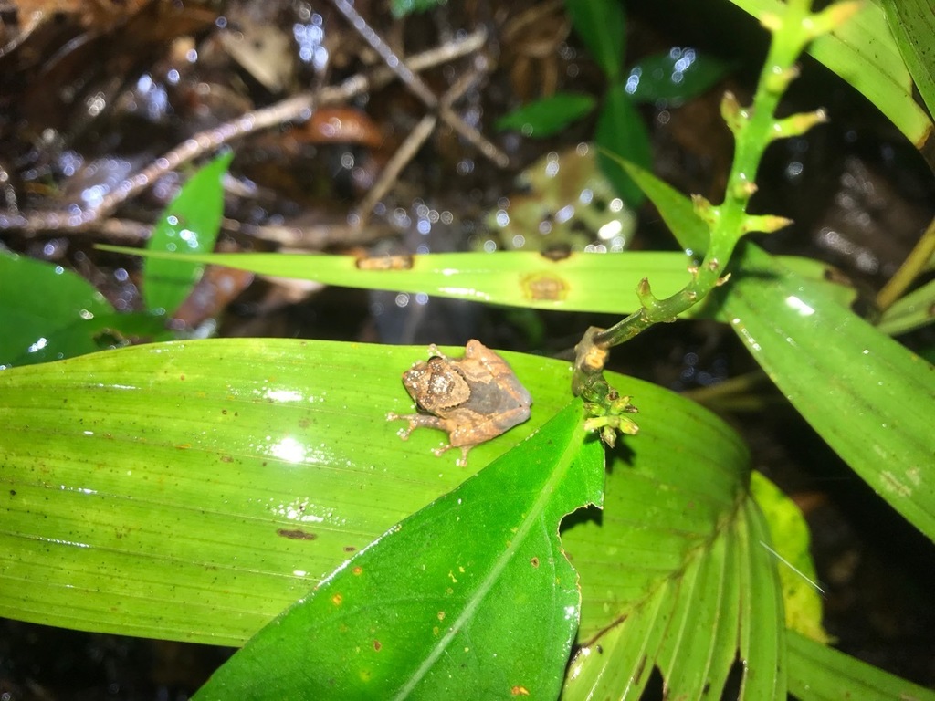 Murud Bubble-Nest Frog