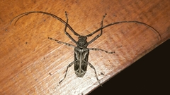 Macropophora accentifer