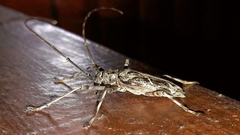 Macropophora accentifer