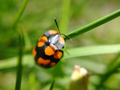 Botanochara angulata