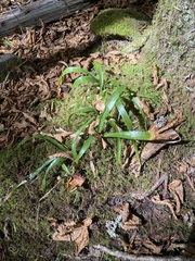 Carex fraseriana