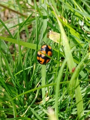 Botanochara angulata