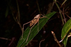 Mecopodinae