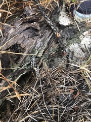 Spharagemon marmorata