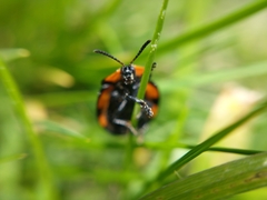 Botanochara angulata