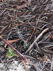 Spharagemon marmorata