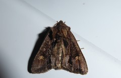 Ichneutica insignis