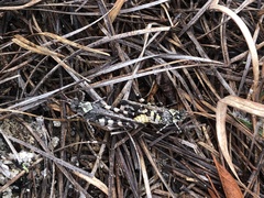 Spharagemon marmorata