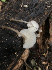 Filoboletus