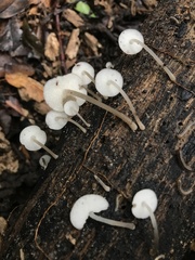 Filoboletus