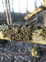 Melanelixia glabratula