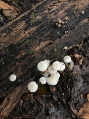 Filoboletus