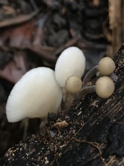Filoboletus
