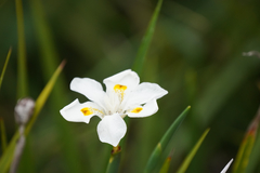Dietes iridioides