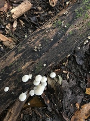 Filoboletus