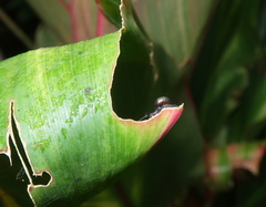 Euconulidae