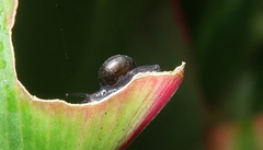 Euconulidae