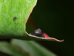 Euconulidae