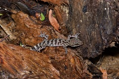Cyrtodactylus matsuii