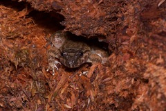 Limnonectes conspicillatus