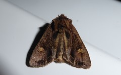 Ichneutica insignis