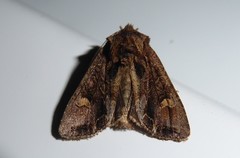 Ichneutica insignis