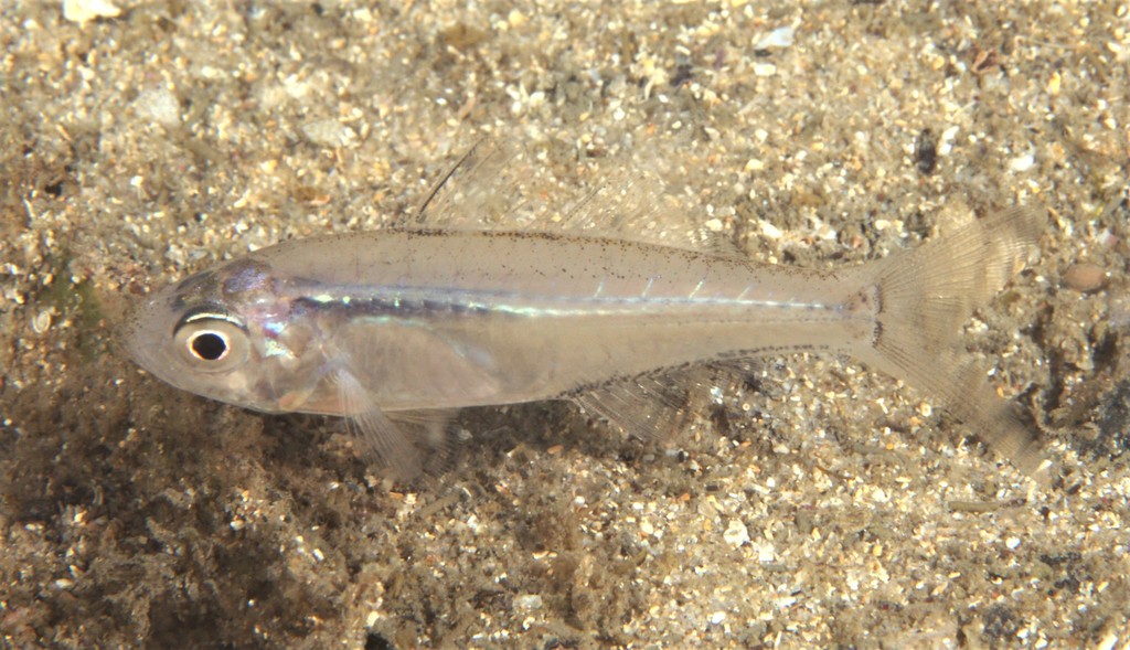 Port Jackson Glassfish from Sydney NSW, Australia on October 10, 2021