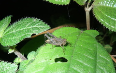 Batrachidea planus