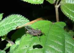 Batrachidea planus