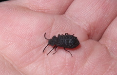 Goniadera quadrinodosa