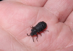 Goniadera quadrinodosa